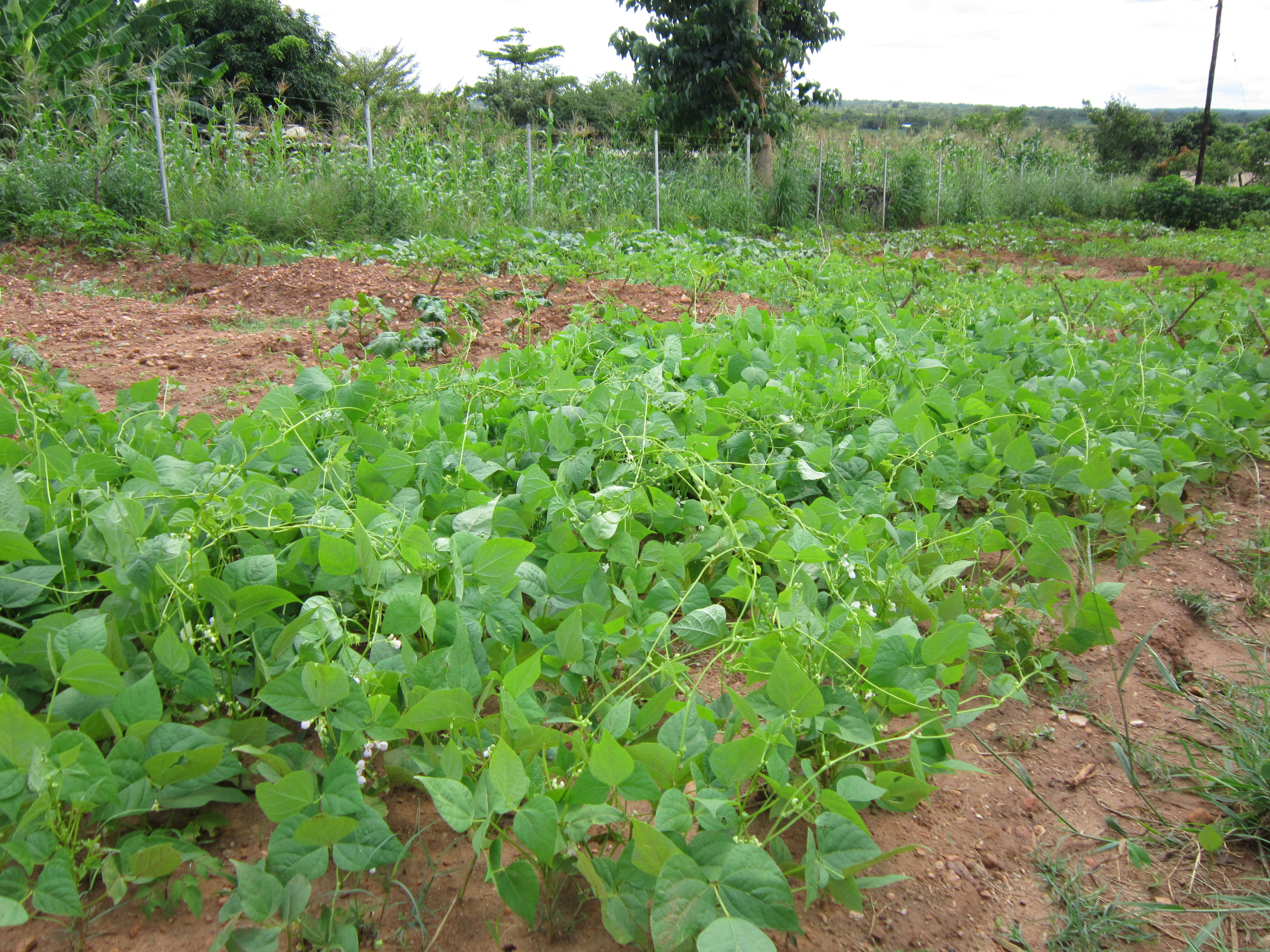 chongwe - Farming God's way