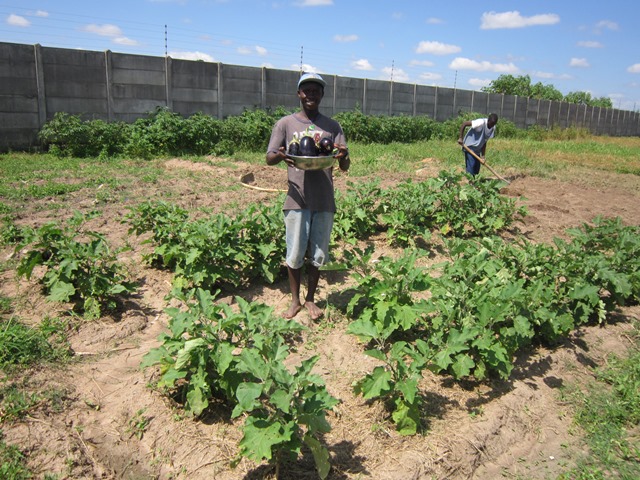 Eggplants at voh kitwe
