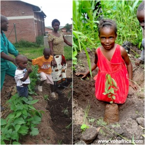 voh malawi trees