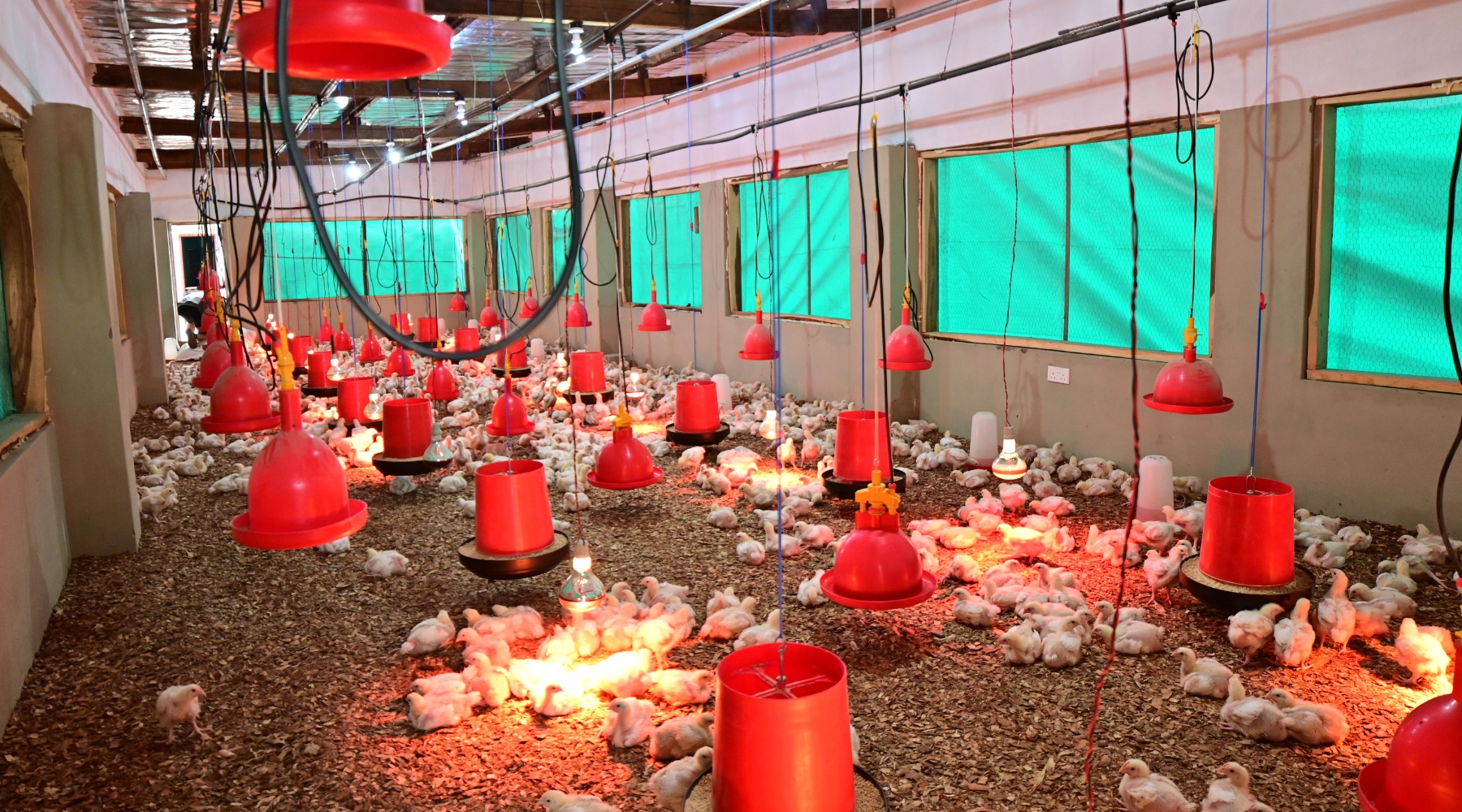 A large number of chicks in an indoor chicken coop. 
