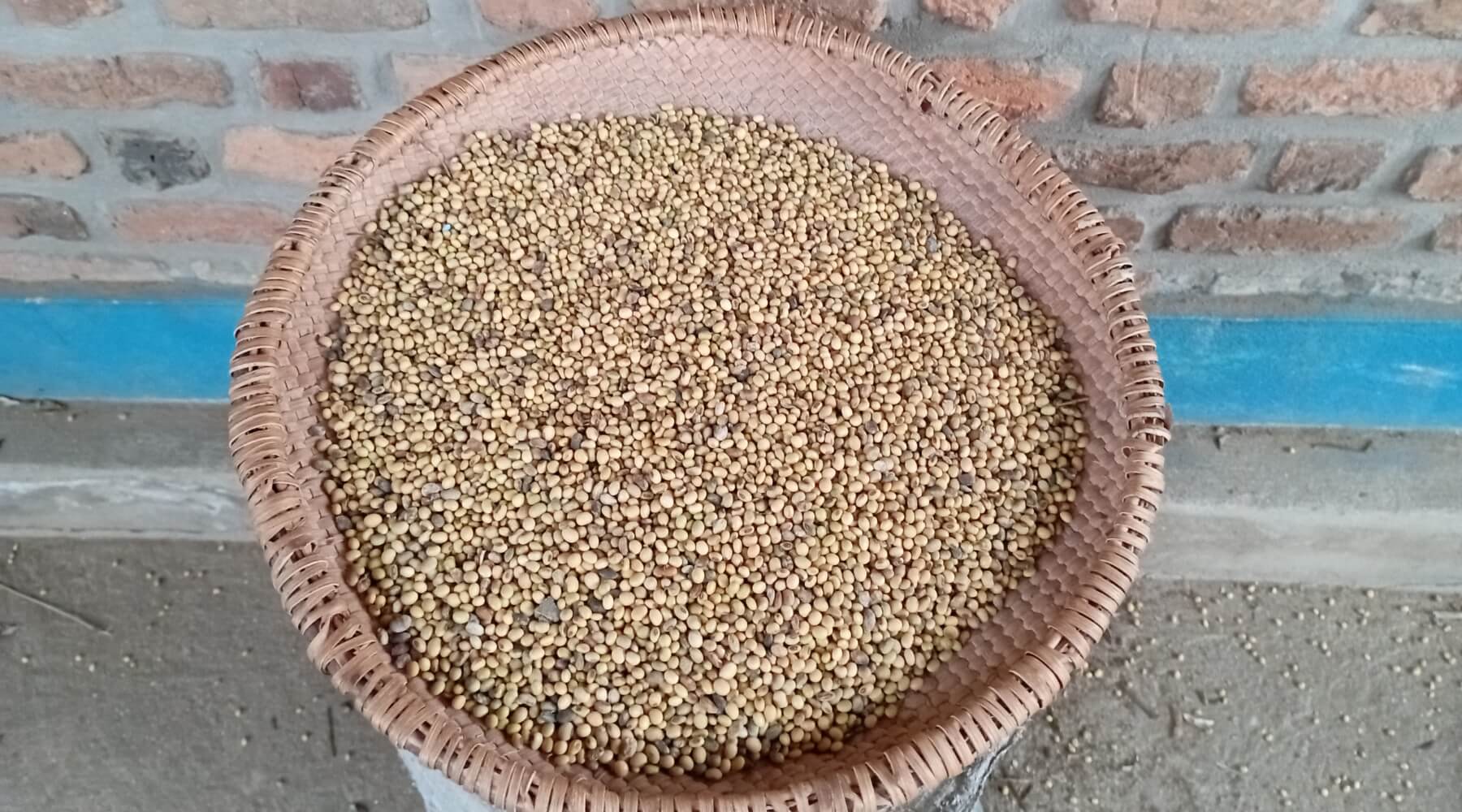 A basket holding a large amount of dried soybeans. 
